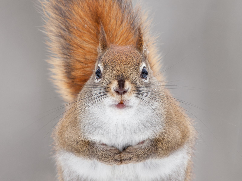 Red Squirrel