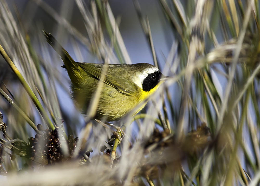 Common Yellowthroat