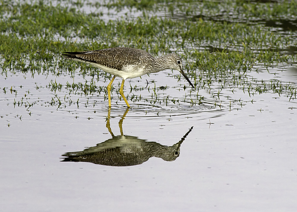 Lesser Yellowlegs