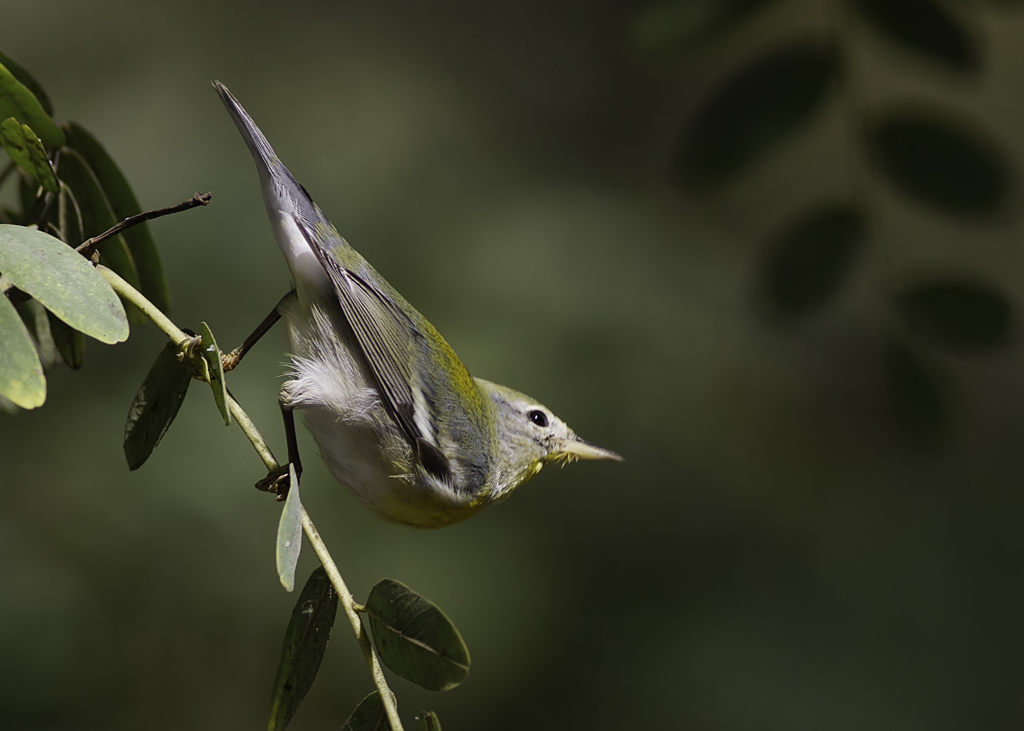 Northern Parula