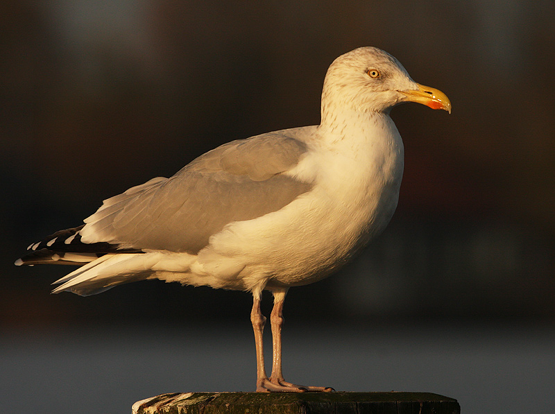 Zilvermeeuw 7