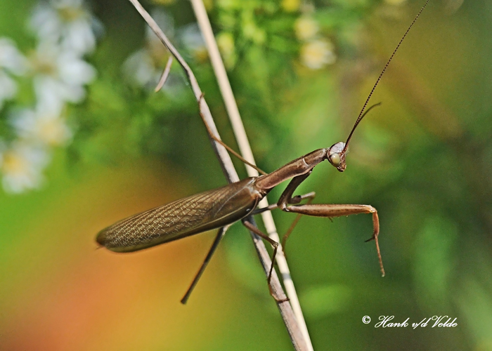 20110913 087, 086  Praying Mantis.jpg