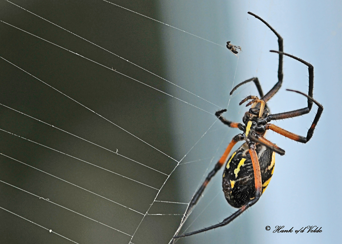 20110917 - 1 167 Orb Weaving Spider Black and Yellow Argiope.jpg