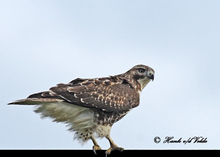 20111028 - 1 148 1c2 SERIES - Red-tailed Hawk.jpg