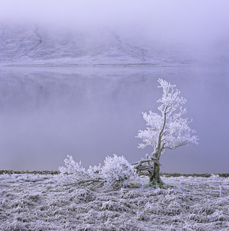 White Lightning Tree