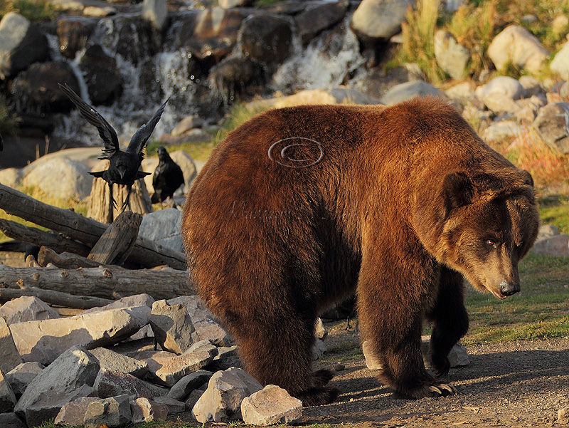 C30F9458Grizzly Reserve.jpg