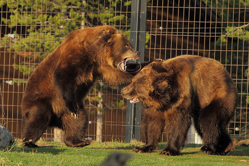 C30F9568Grizzly Reserve.jpg