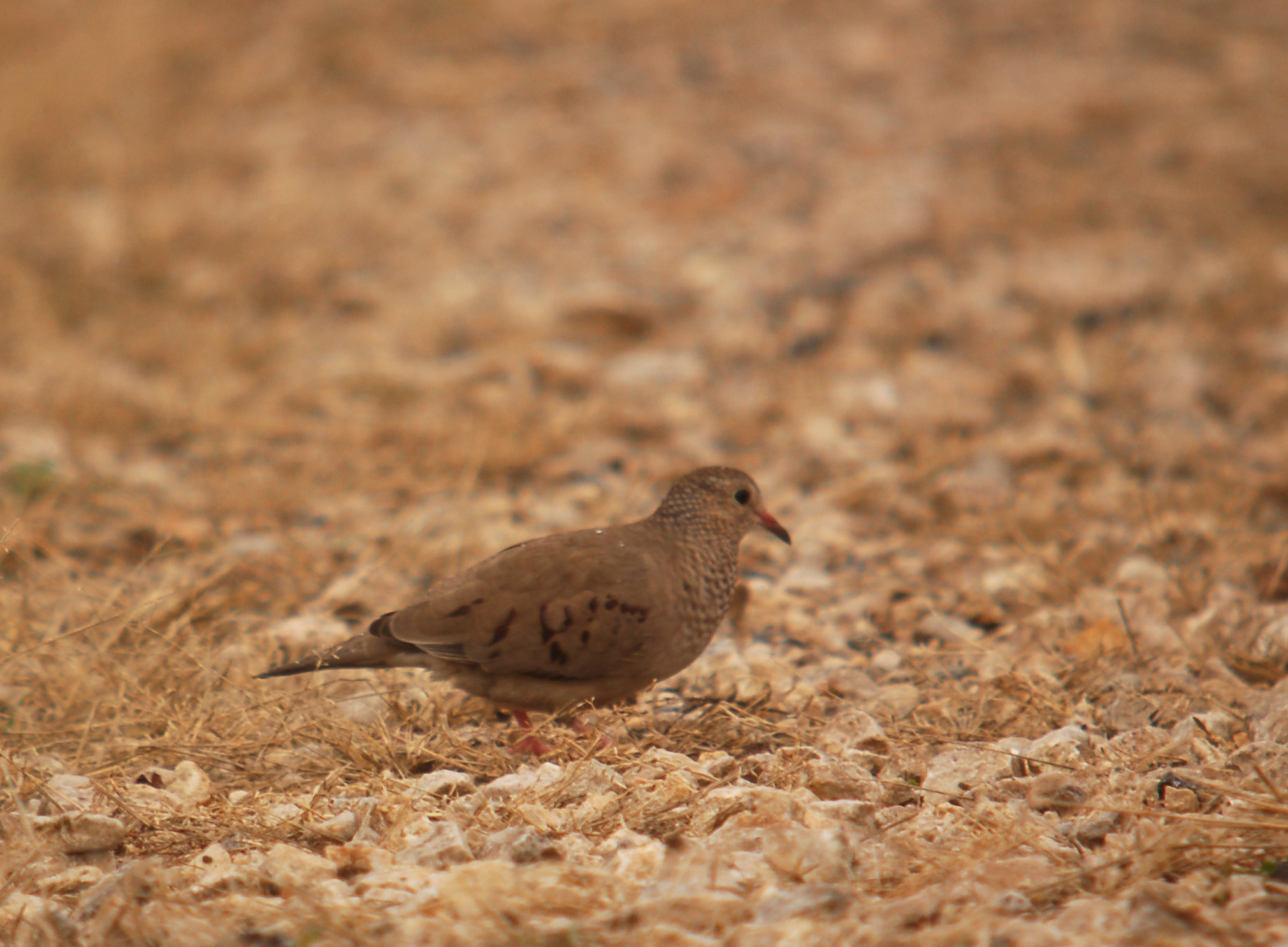 Common Ground-Dove