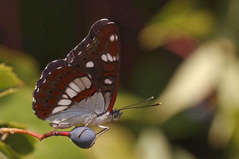 Blauwe IJsvogelvlinder