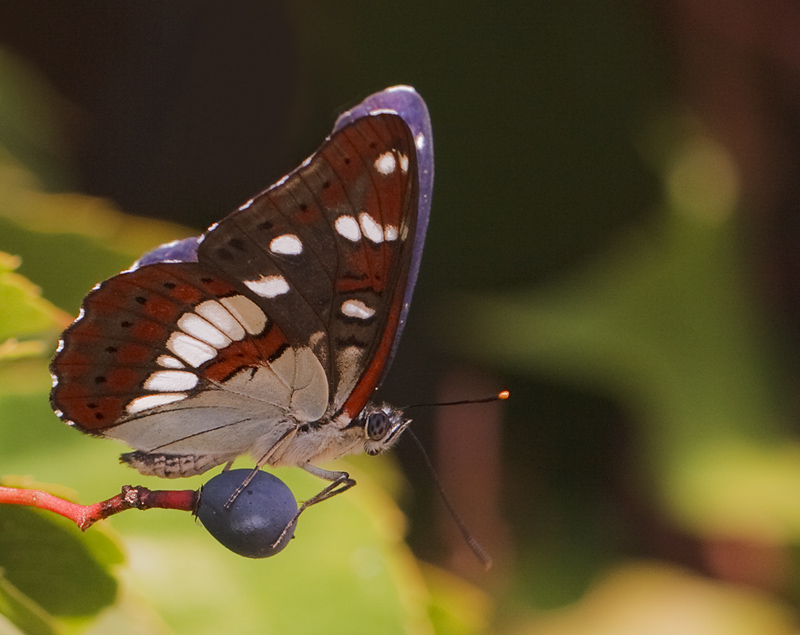 Blauwe IJsvogelvlinder