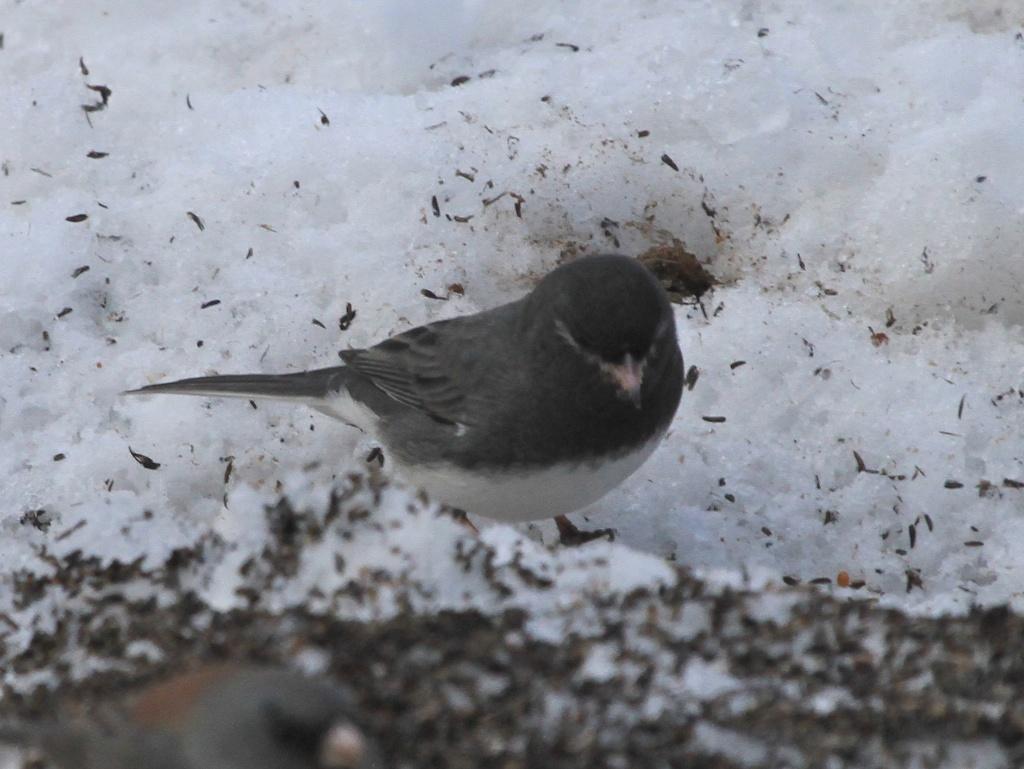 Dark-eyed Junco