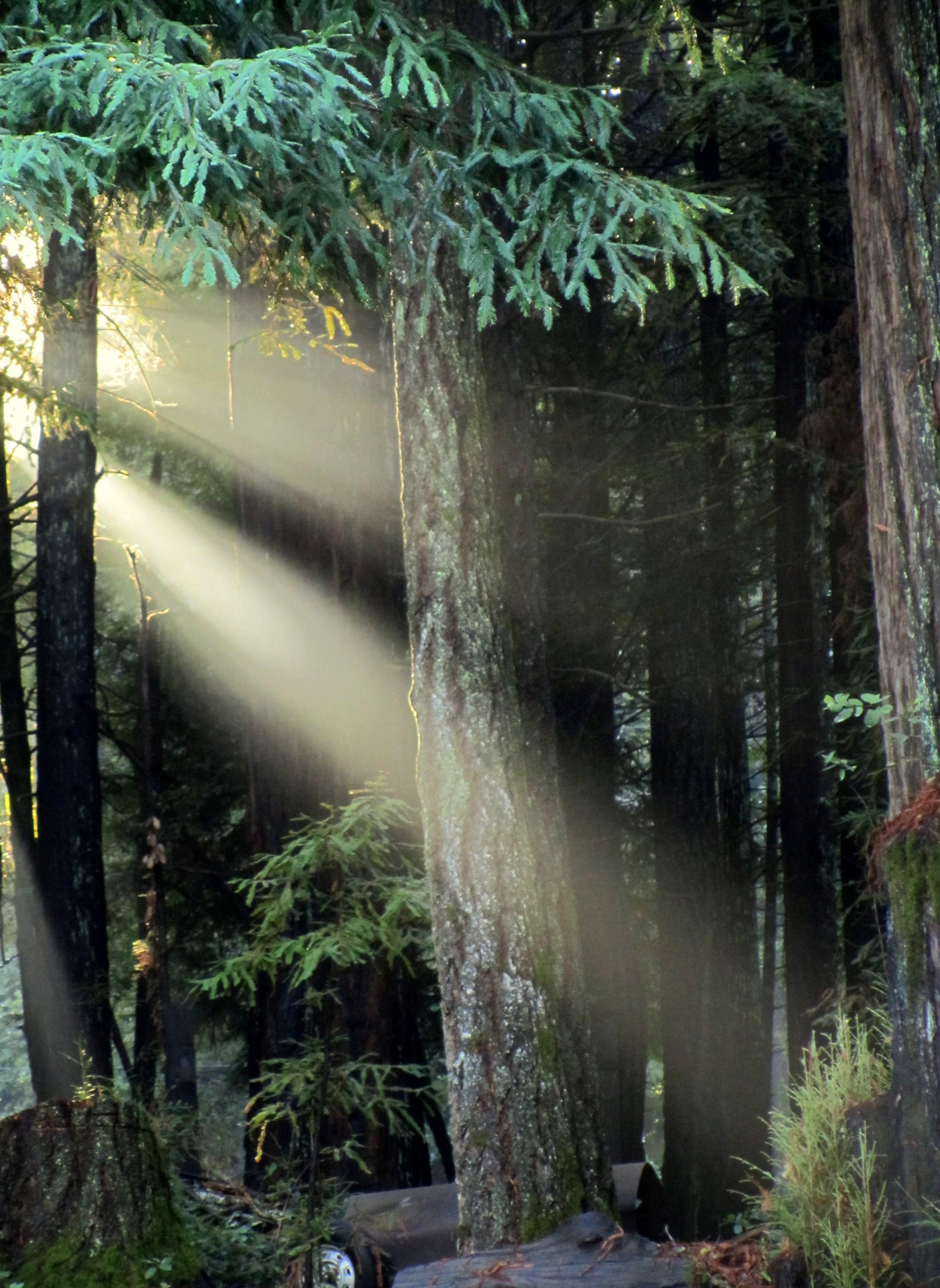 Sherwood Forest Sun Rays.jpg