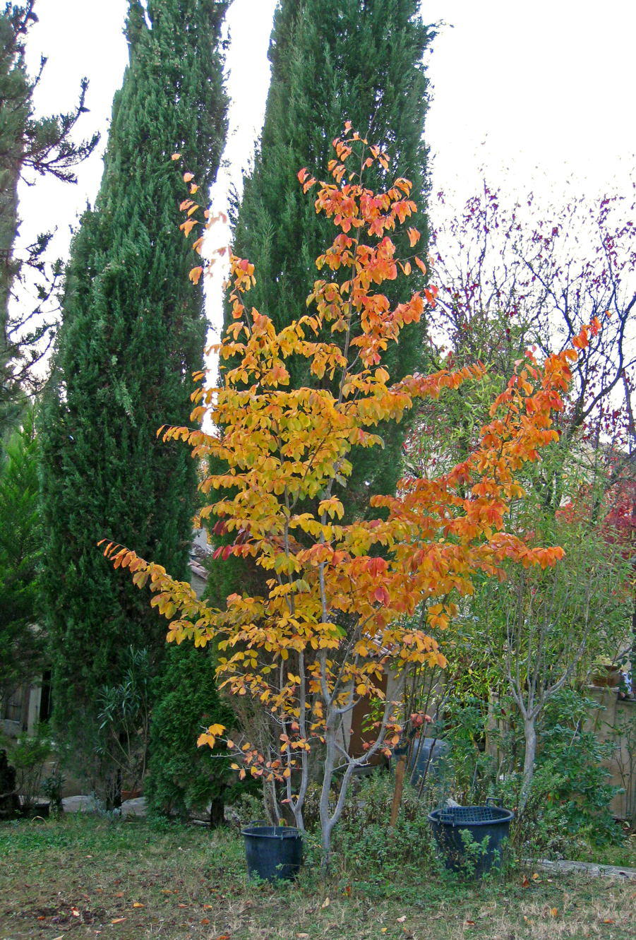 IMG_0749.JPG