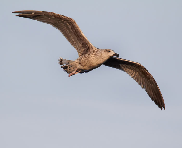 brown gull .jpg