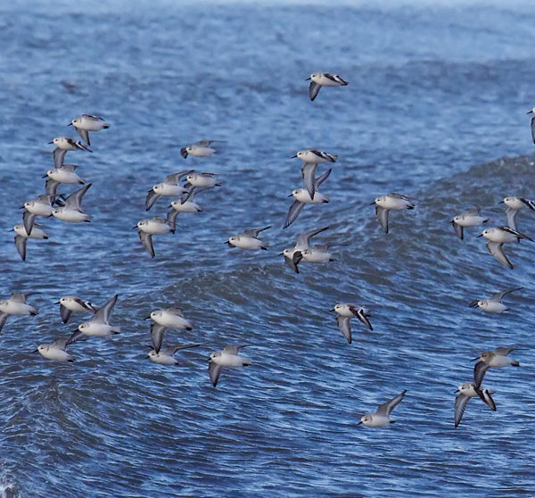 sanderlings in flight 5.jpg