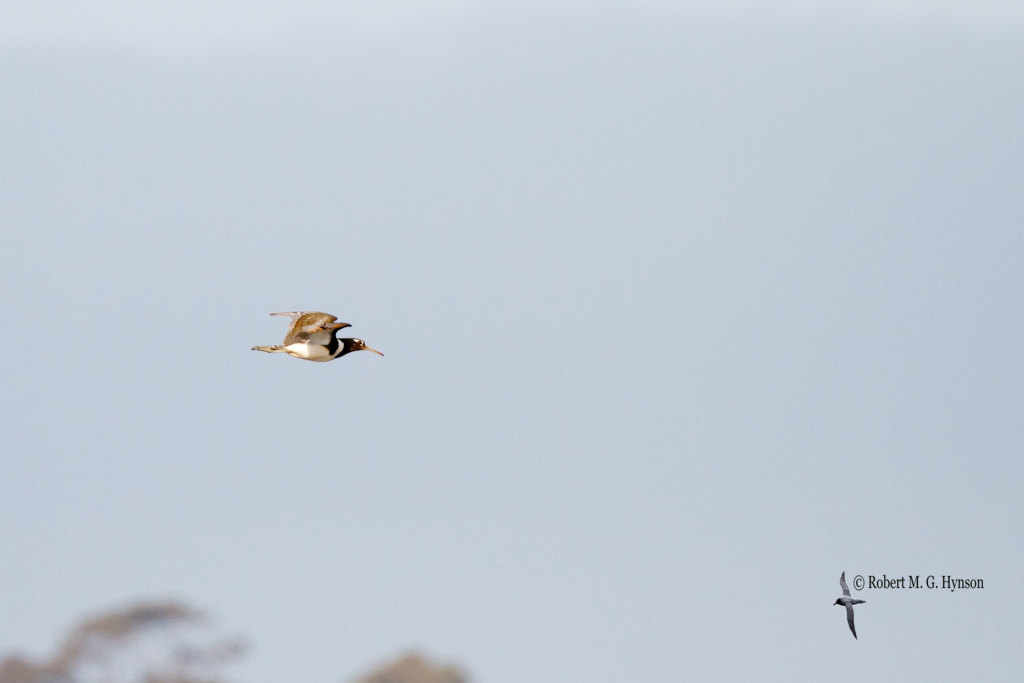 Australian Painted Snipe