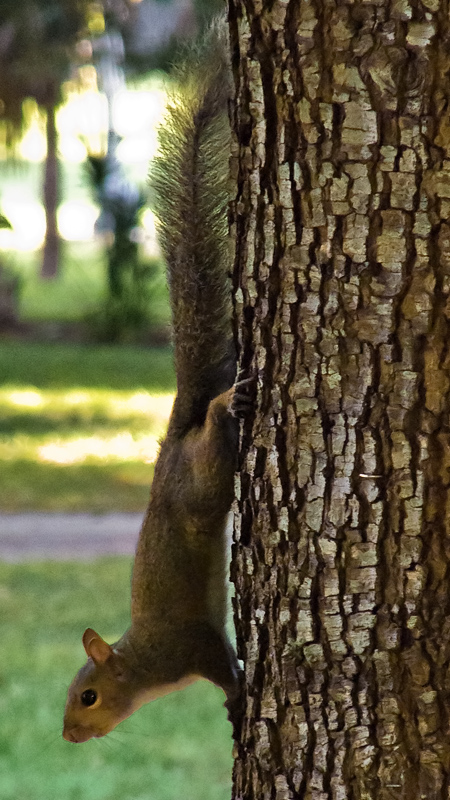 Squirrel Stalking #2