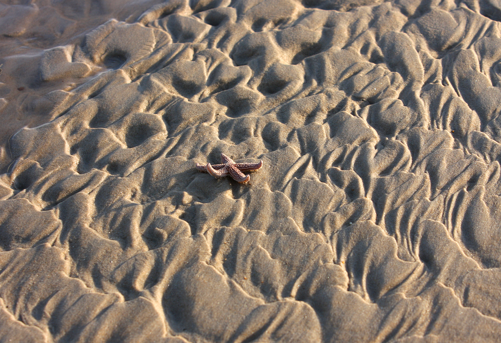 Starfish on Wave Shapped Beach 