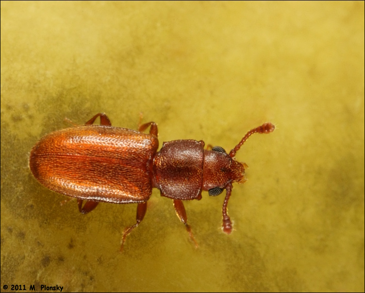 foreign grain beetle (Ahasverus advena)