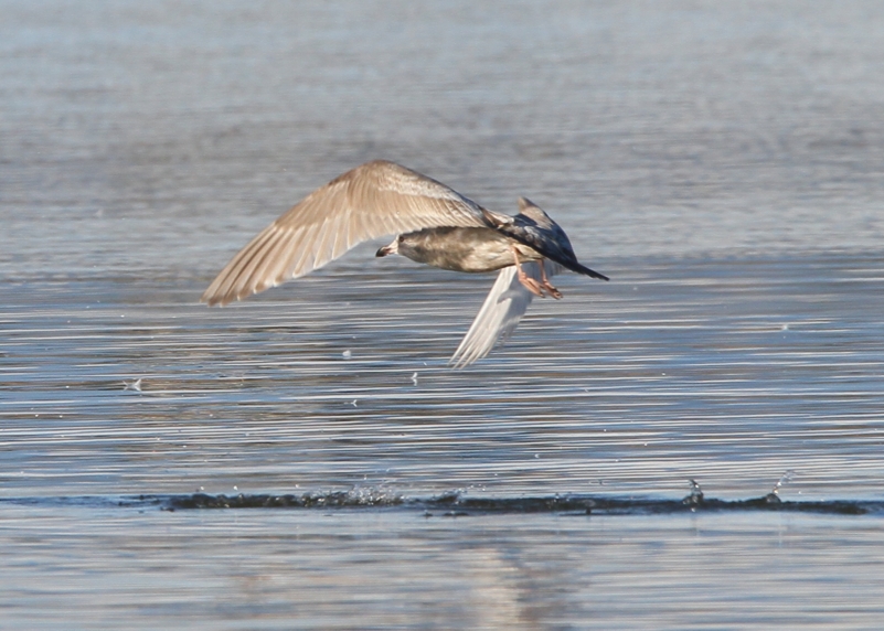 Thayers Gull