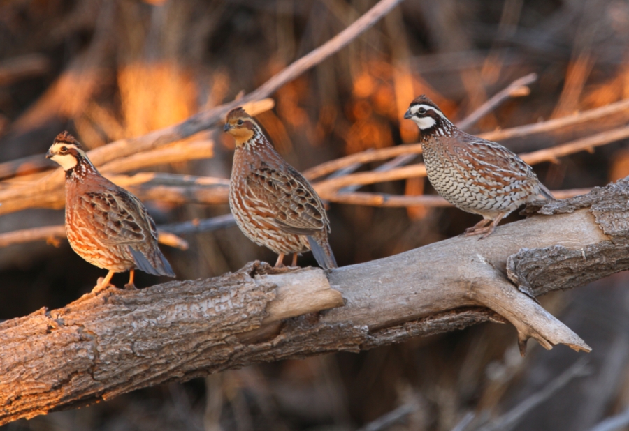 Northern Bobwhite