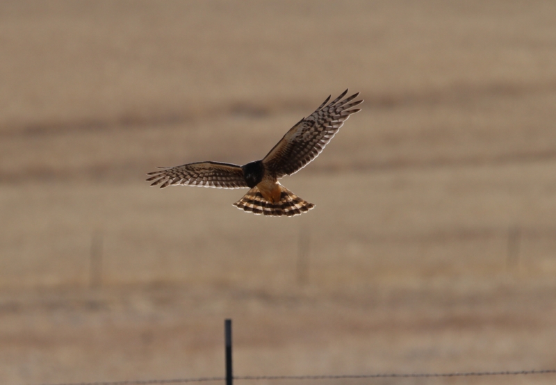 Northern Harrier