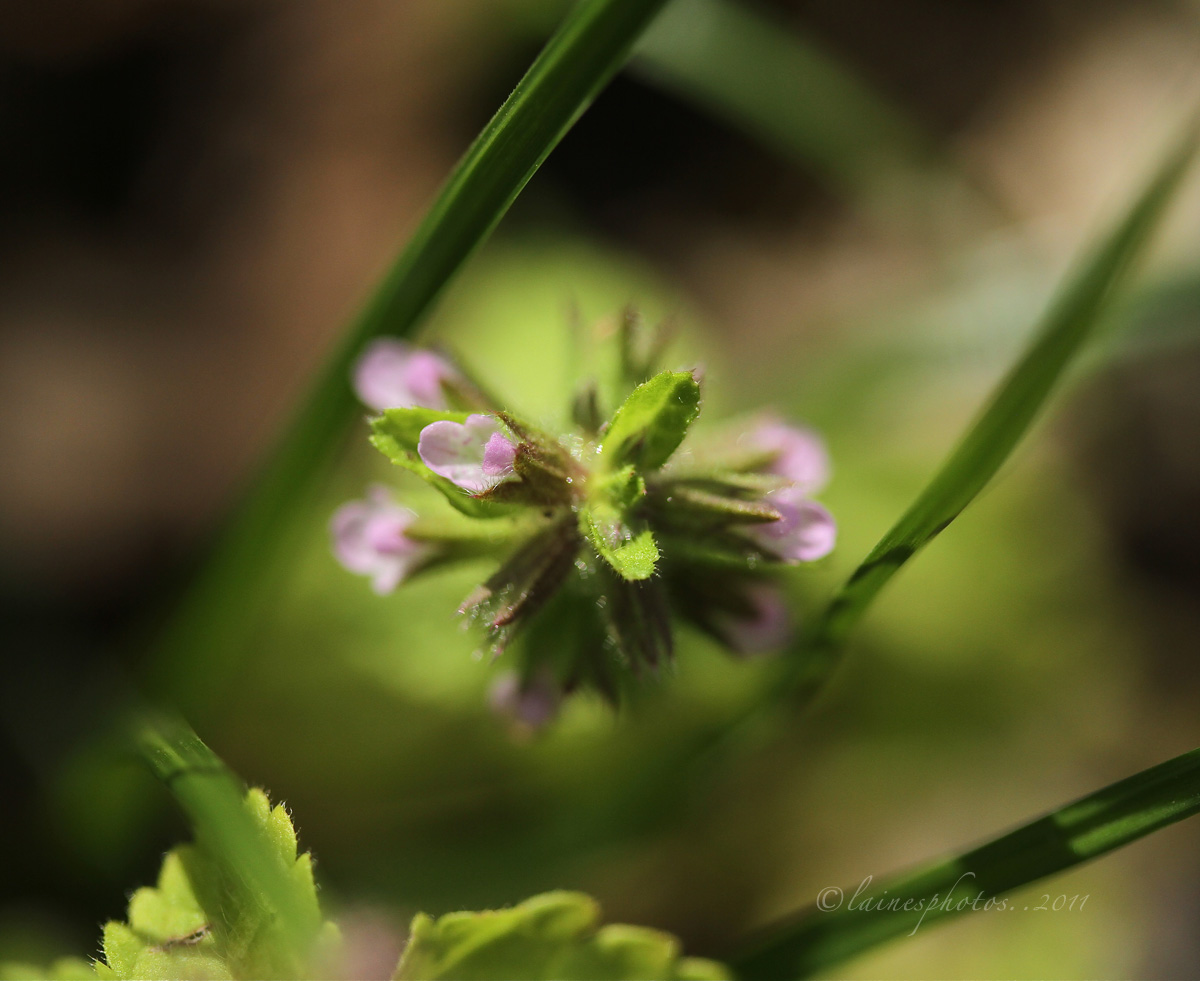 a tiny weed