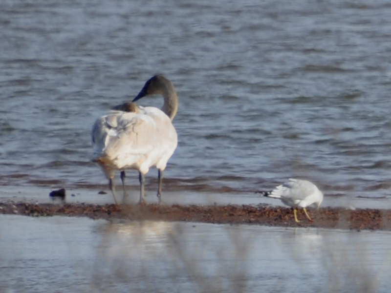 DSC_1118a.JPG