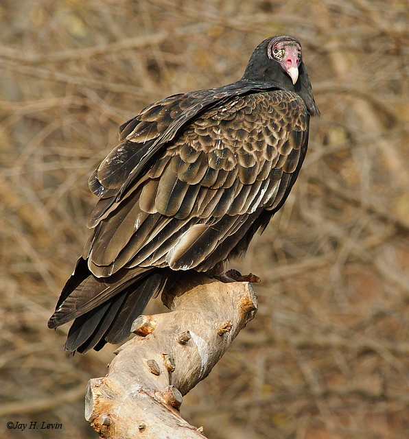 Wild Turkey Vulture
