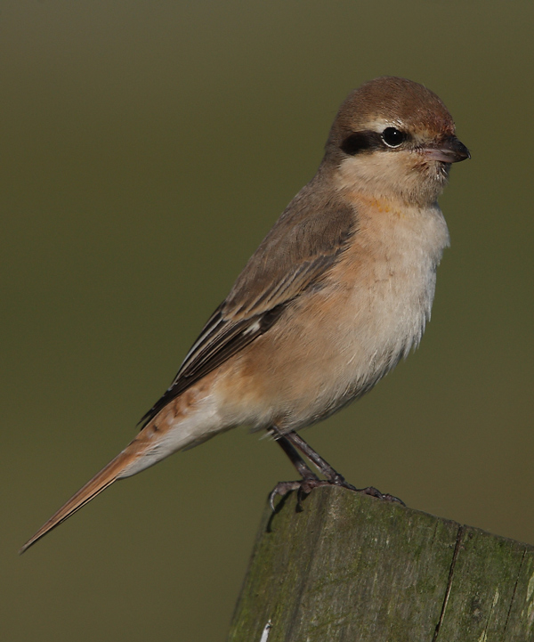 Isabeline Shrike