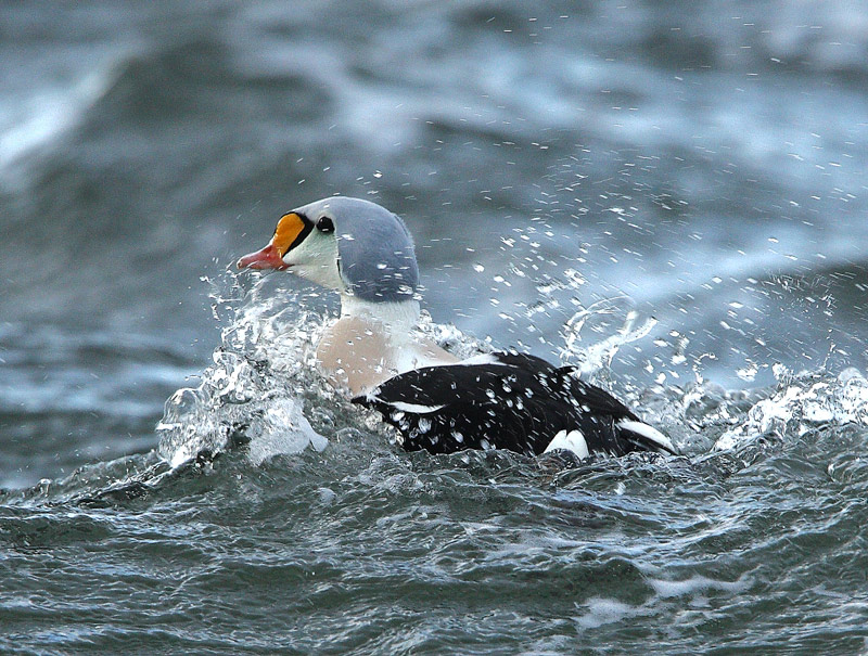 King-Eider Moray and Nairn