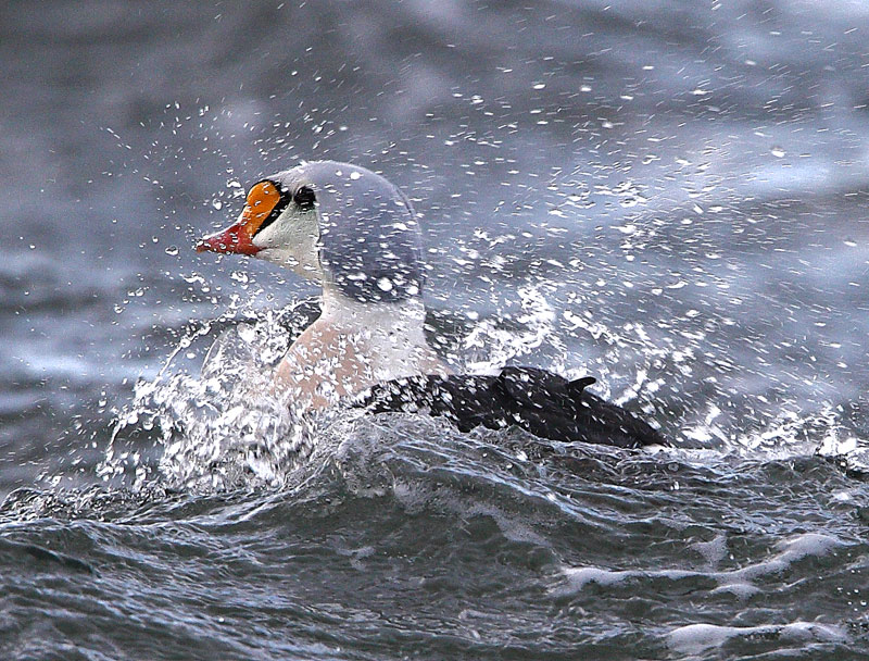 King Eider  Moray and Nairn