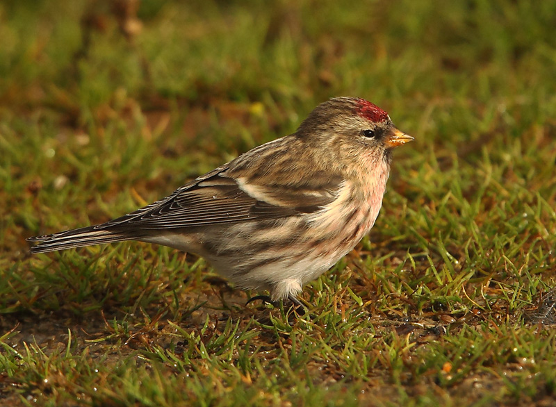 Mealy Redpoll