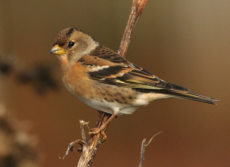 Brambling