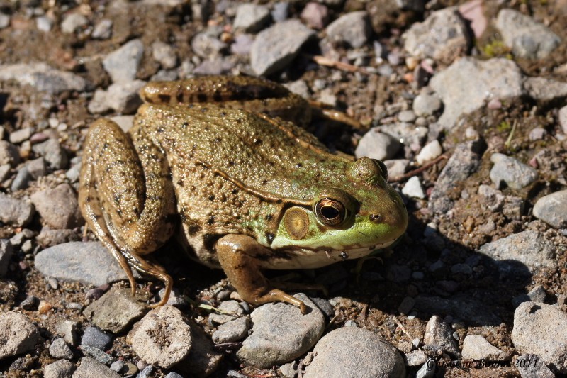 Grenouille