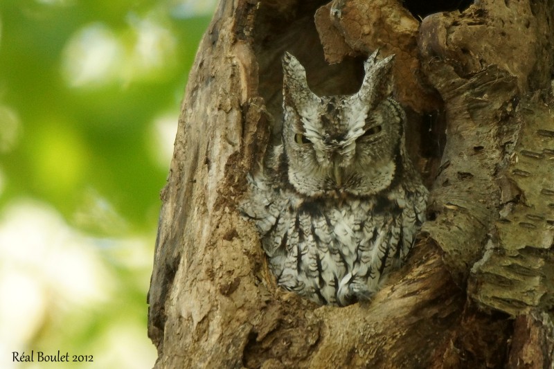 Petit-duc macul (Eastern Screech-Owl)