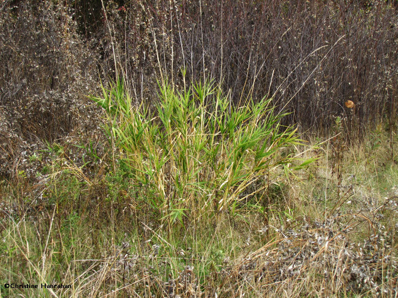 Reed canary grass (Phalaris arundinacea)