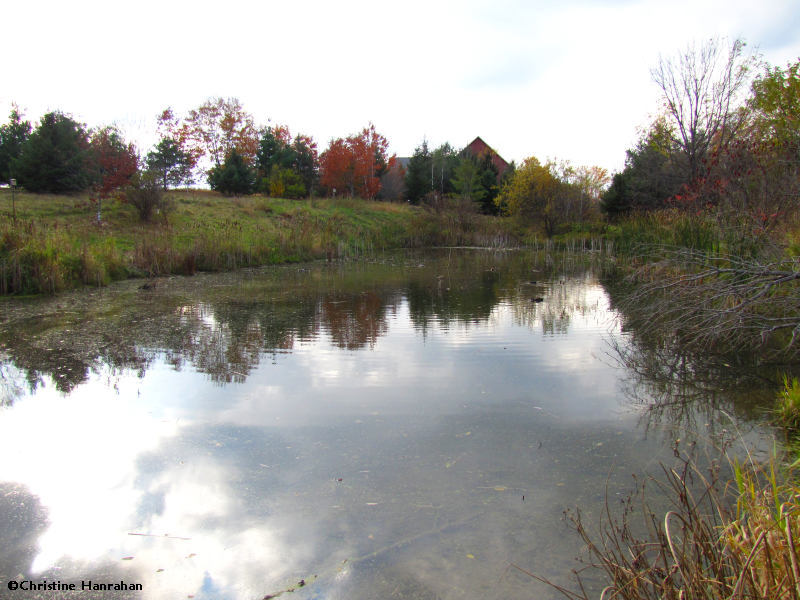 Amphibian Pond