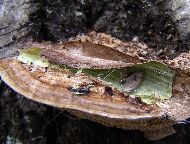 Polypore (Daedalopsis)