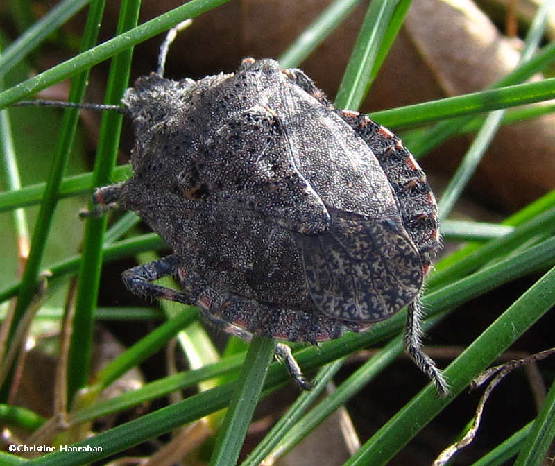 Stinkbug  (Pentatomid)