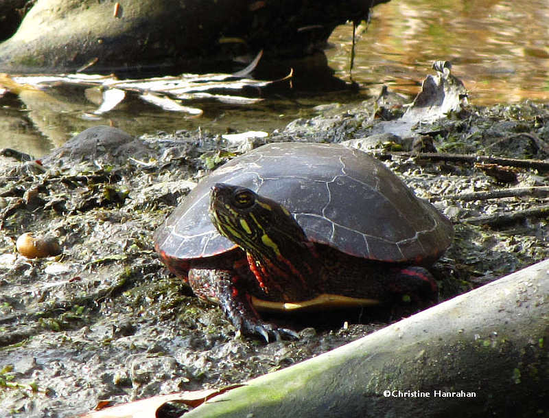 Painted turtle  (Chelydra serpentina)