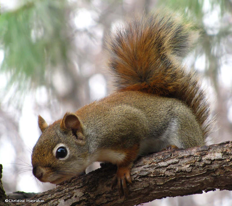 Red squirrel