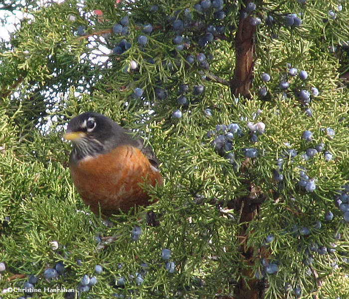 American robin in red cedar tree
