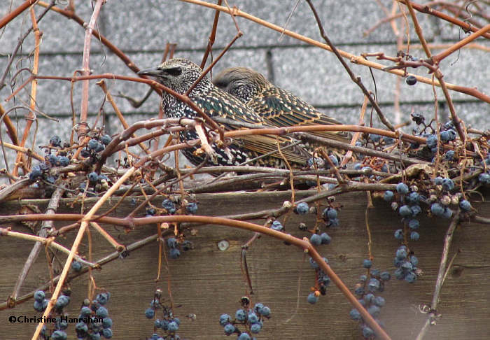 European starlings eating grapes