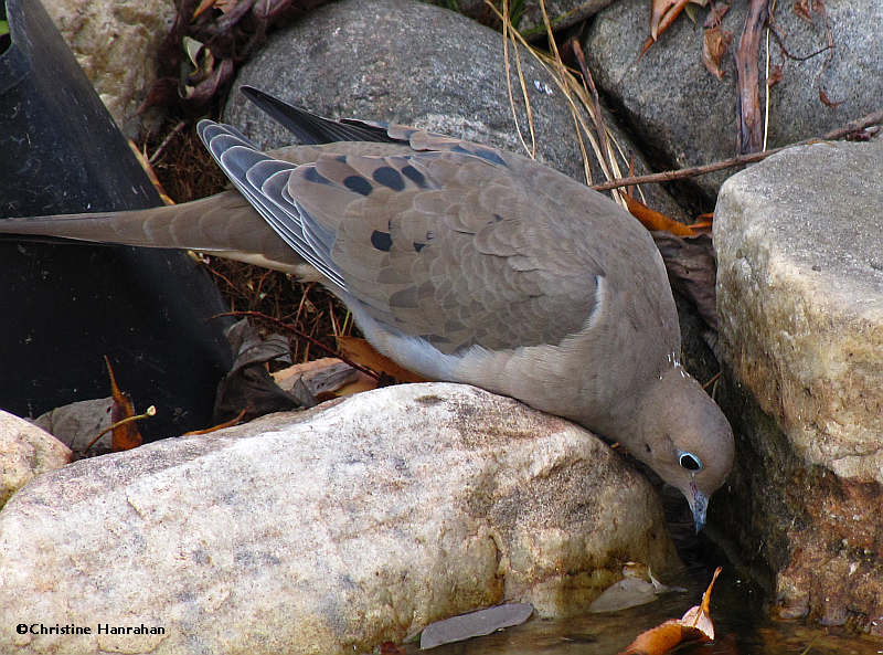 Mourning dove at BYG pond