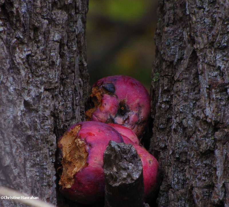 Squirrel stash