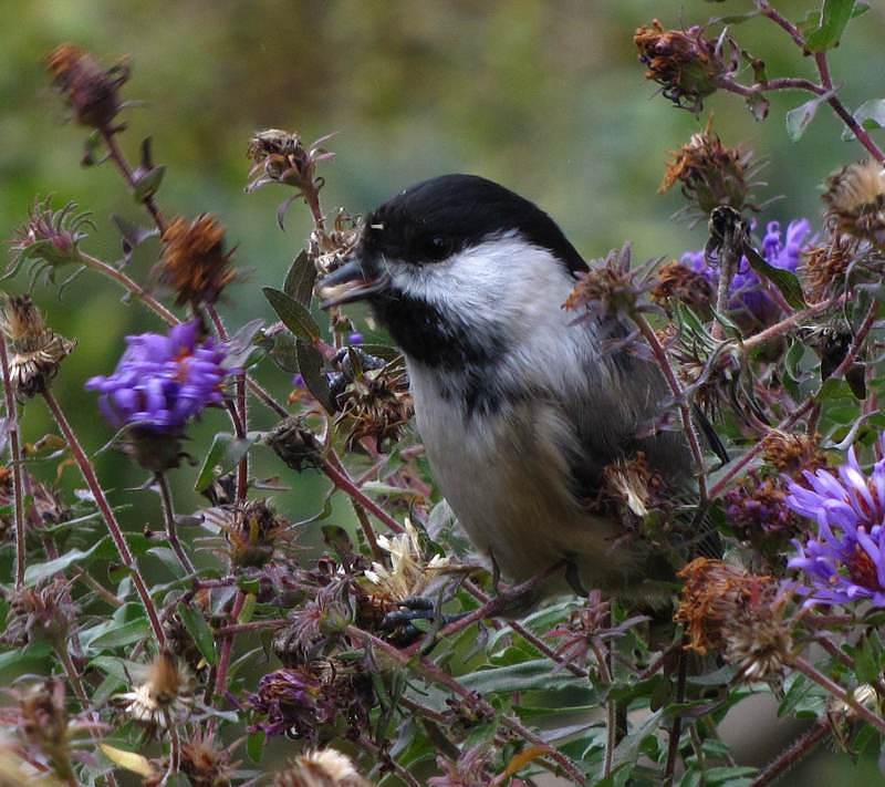 Black-capped chickadee eating new england aster seeds