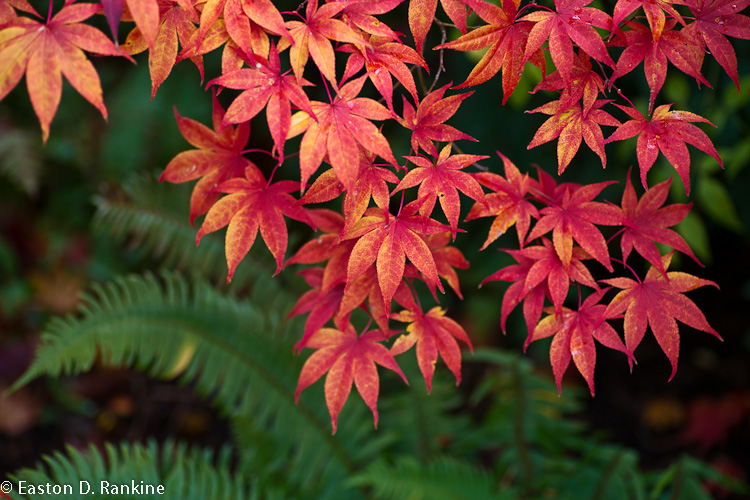 My Frontyard Maple Meets Fall V