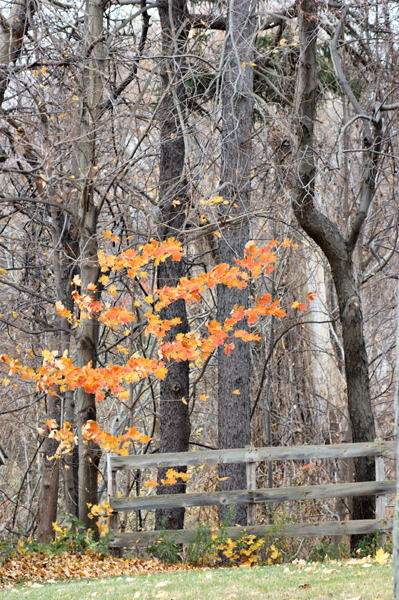 A Little Bit of Orange....