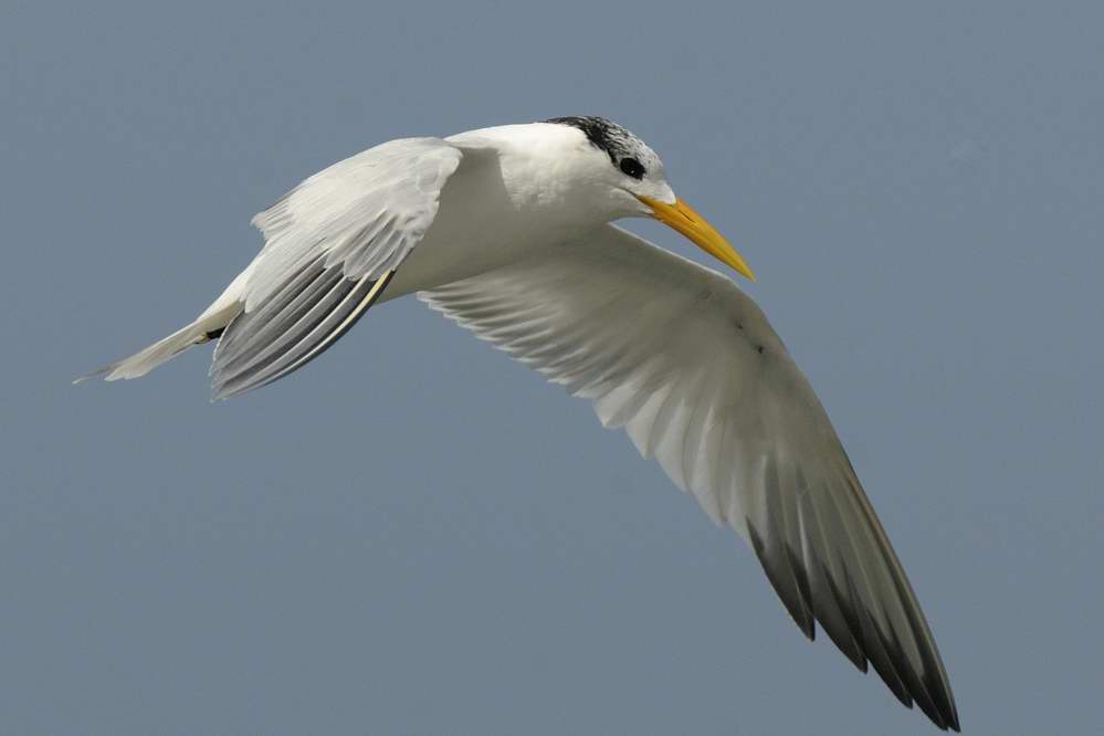 Royal Tern  Gambia
